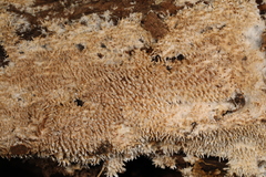 Hydnocristella himantia