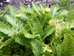Leptinella potentillina