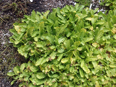 Leptinella potentillina