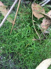 Platysace heterophylla heterophylla
