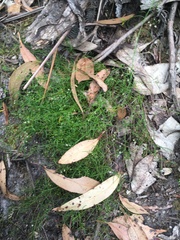 Platysace heterophylla heterophylla