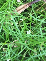 Platysace heterophylla heterophylla