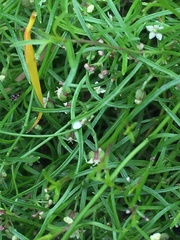 Platysace heterophylla heterophylla
