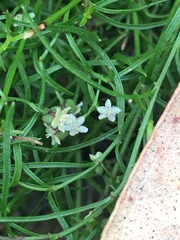 Platysace heterophylla heterophylla