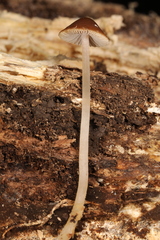 Psathyrella amarescens