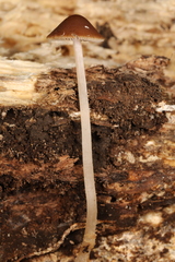 Psathyrella amarescens