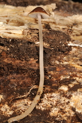 Psathyrella amarescens