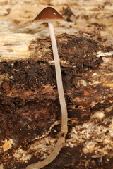 Psathyrella amarescens