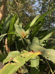 Heliconia subulata