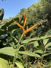 Heliconia subulata