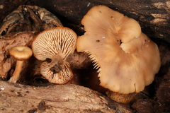 Lentinellus subaustralis