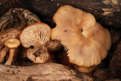 Lentinellus subaustralis