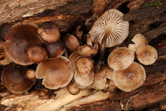Mycena semivestipes