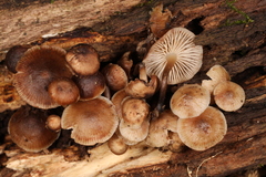 Mycena semivestipes