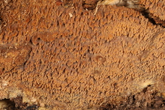 Phlebia livida
