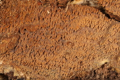 Phlebia livida