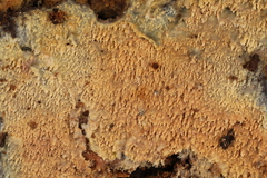 Phlebia livida