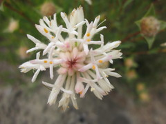 Pimelea lehmanniana