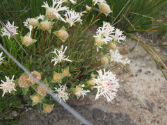Pimelea lehmanniana