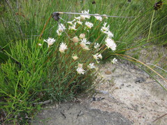 Pimelea lehmanniana
