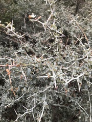 Ceanothus cordulatus