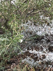 Ceanothus cordulatus