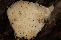 Pseudospongipellis delectans