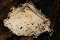 Pseudospongipellis delectans