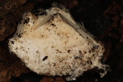 Pseudospongipellis delectans