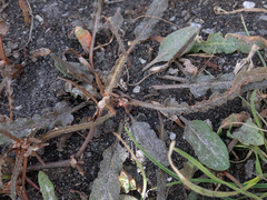 Rumex flexuosus