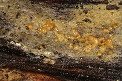 Peniophorella pubera