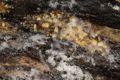 Peniophorella pubera