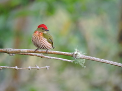 Machaeropterus striolatus