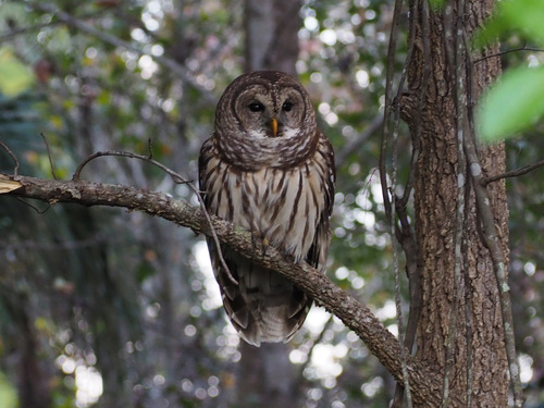 Barred Owl photographed in Florida