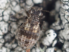 Cerobasis