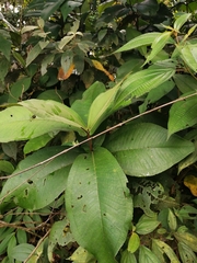 Miconia impetiolaris