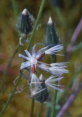 Picris hieracioides morrisonensis