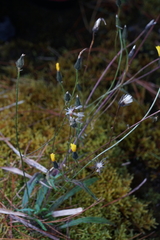 Picris hieracioides morrisonensis