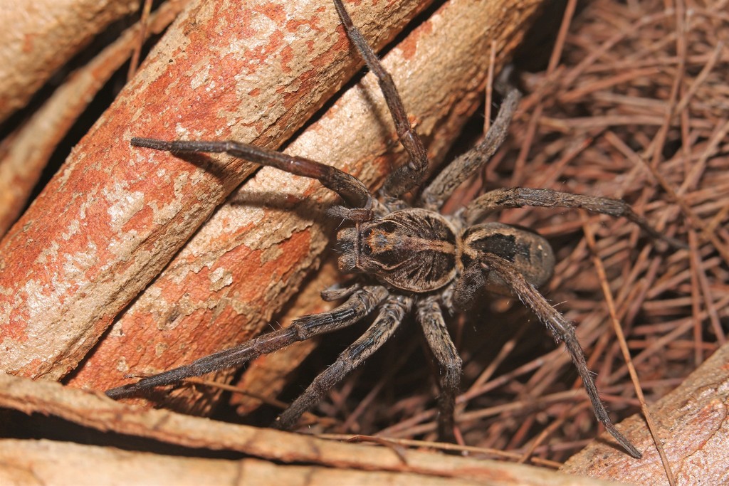 Wolf Spiders from Brisbane QLD, Australia on December 19, 2020 at 0850
