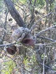 Hakea nodosa