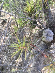 Hakea nodosa