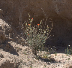 Sphaeralcea ambigua rugosa