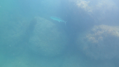 Scomberomorus regalis