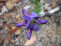 Gompholobium confertum