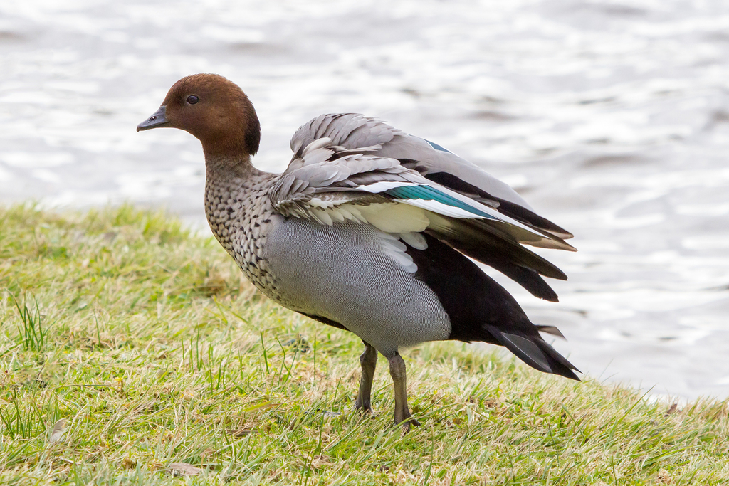 Maned Duck