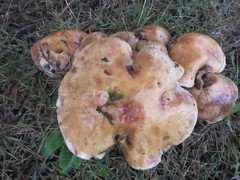 Suillus