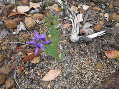Gompholobium confertum