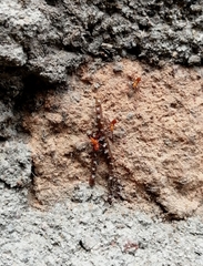 Leptoglossus zonatus