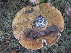 Suillus