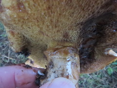 Suillus